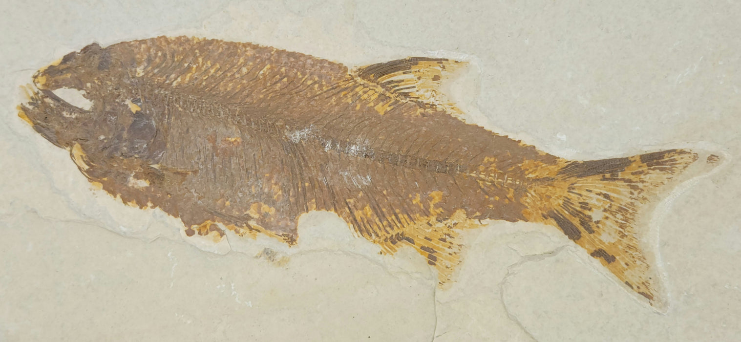 Very Rare Mooneye (Eohiodon) Fish | Green River Formation | Wyoming