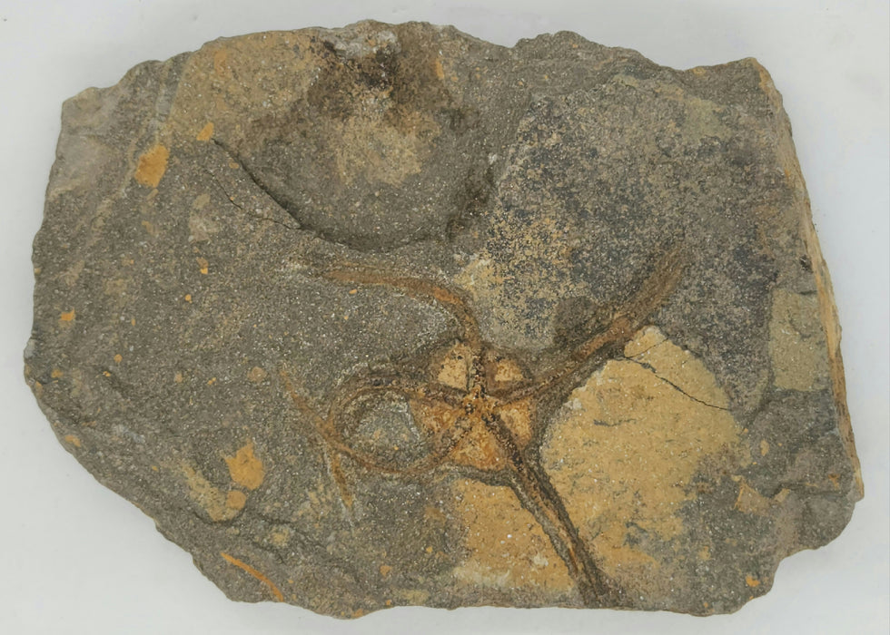Fossil Brittle Star | Morocco