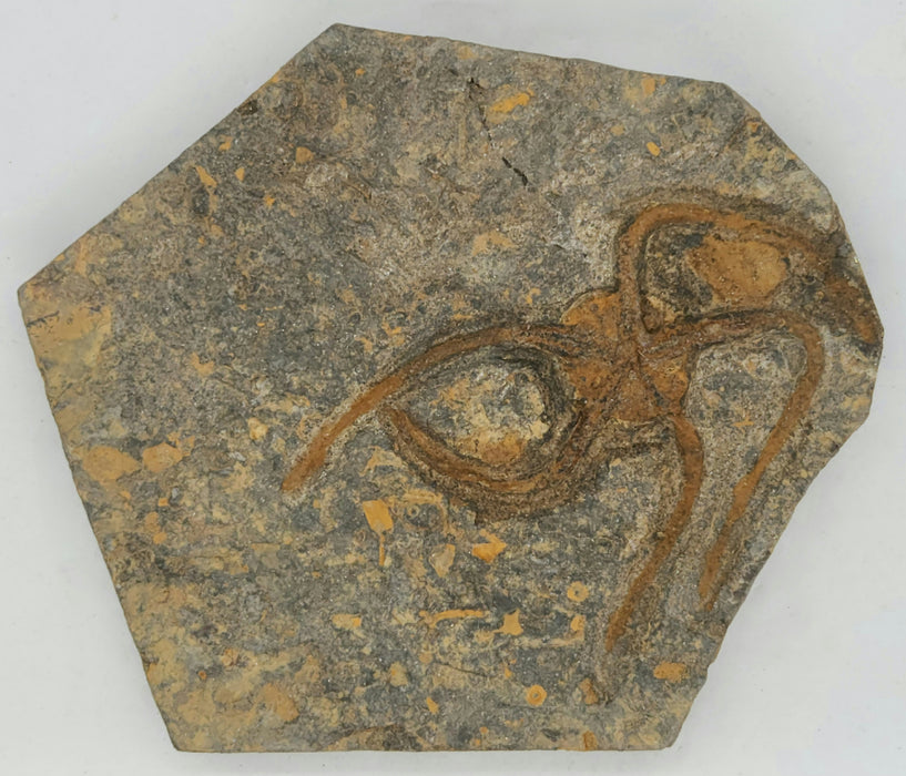 Fossil Brittle Star | Morocco