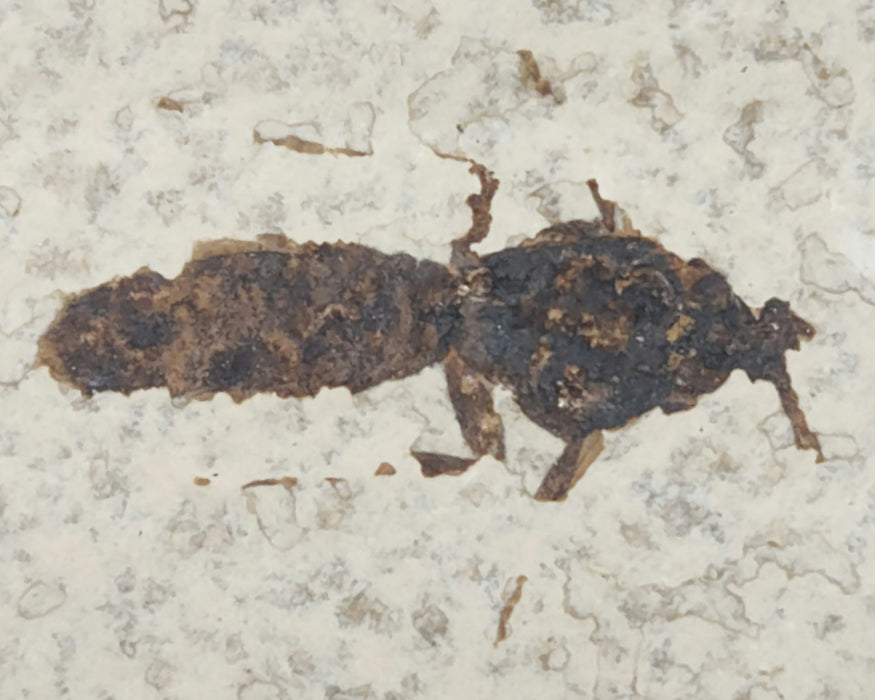 Undescribed Wasp Split Pair | Green River Formation | Wyoming