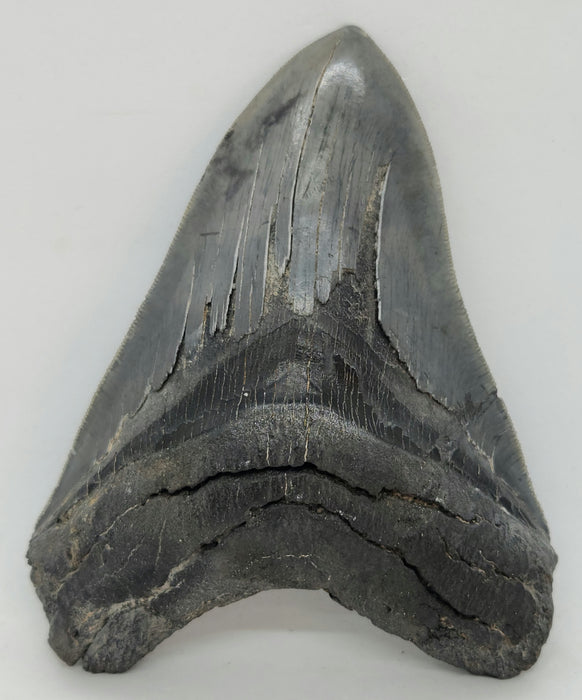 5" Serrated Megalodon Tooth