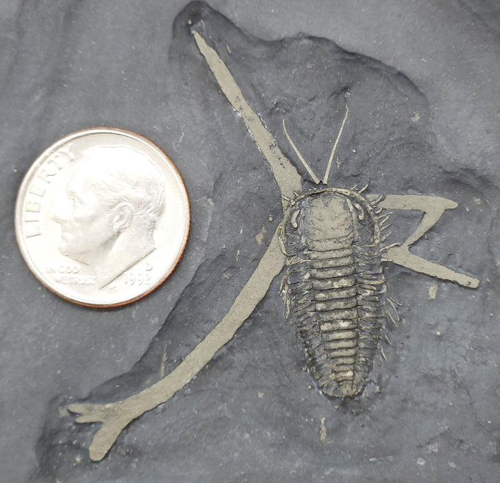 Triarthrus eatoni Trilobite with Eggs and Entire Ovarian Structure | New York