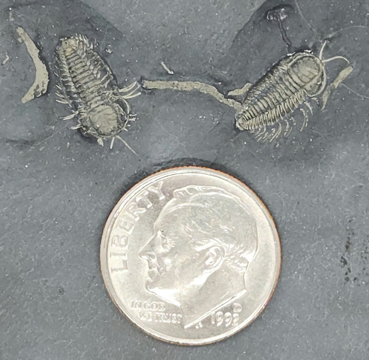 Triarthrus eatoni Trilobites | New York