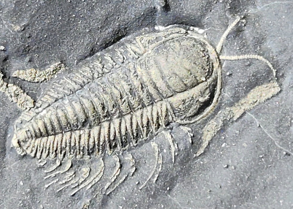 Triarthrus eatoni Trilobites | New York