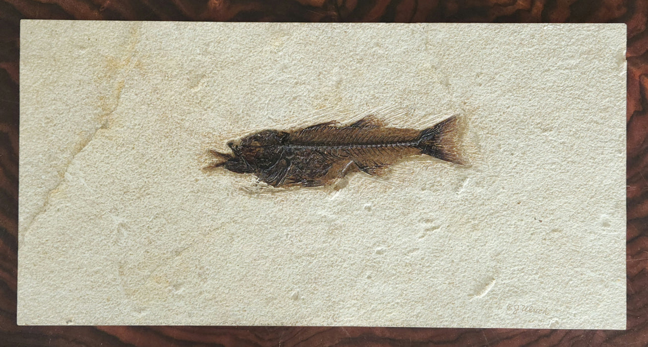 Fossil Fish Aspiration | Mioplosus labracoides eating Knightia eocaena | Green River Formation | Wyoming
