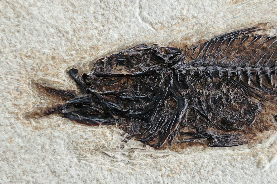 Fossil Fish Aspiration | Mioplosus labracoides eating Knightia eocaena | Green River Formation | Wyoming