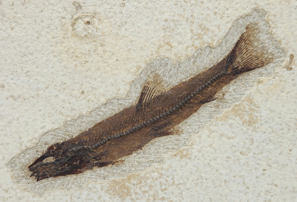 Juvenile Notogoneus osculus | Green River Formation | Wyoming