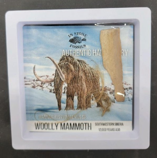 Woolly Mammoth in a Box