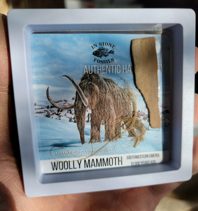 Woolly Mammoth in a Box