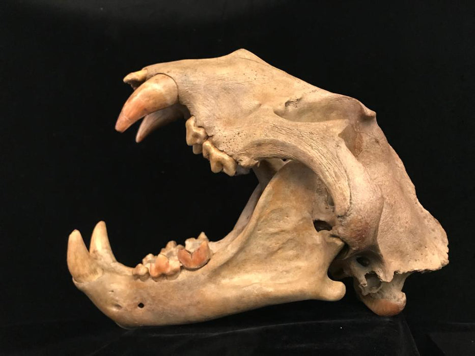 Russian Cave Lion (Panthera spelaea) Skull | Russia