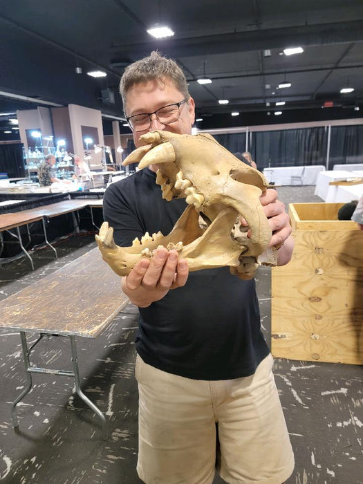 Russian Cave Lion (Panthera spelaea) Skull | Russia