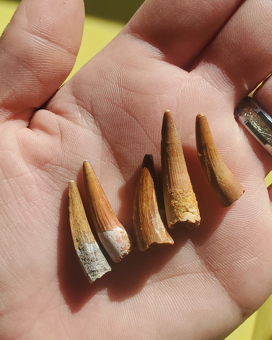 Baby Spinosaurus Tooth