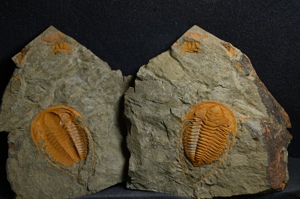 Hamatolenus Trilobite Positive/Negative Pair