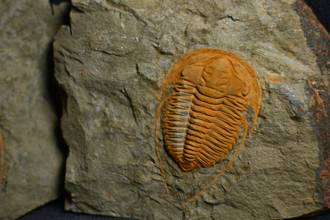 Hamatolenus Trilobite Positive/Negative Pair