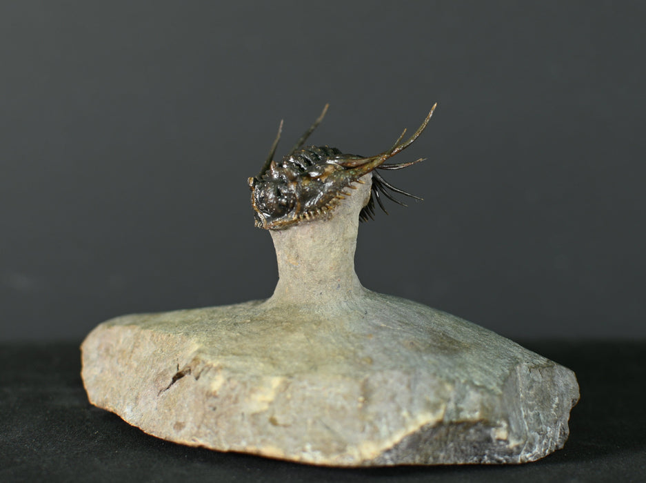 Spiny Leonaspsis Trilobite