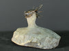 In Stone Fossils 