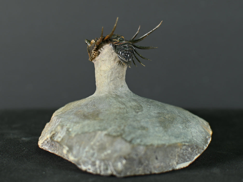 Spiny Leonaspsis Trilobite