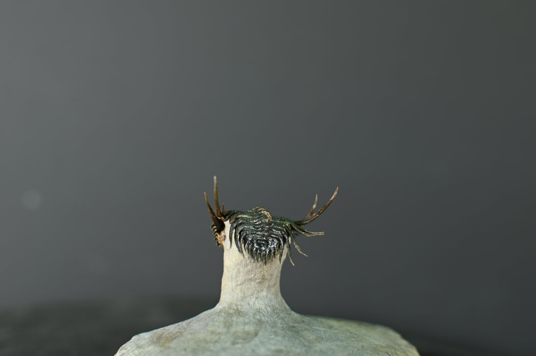 Spiny Leonaspsis Trilobite