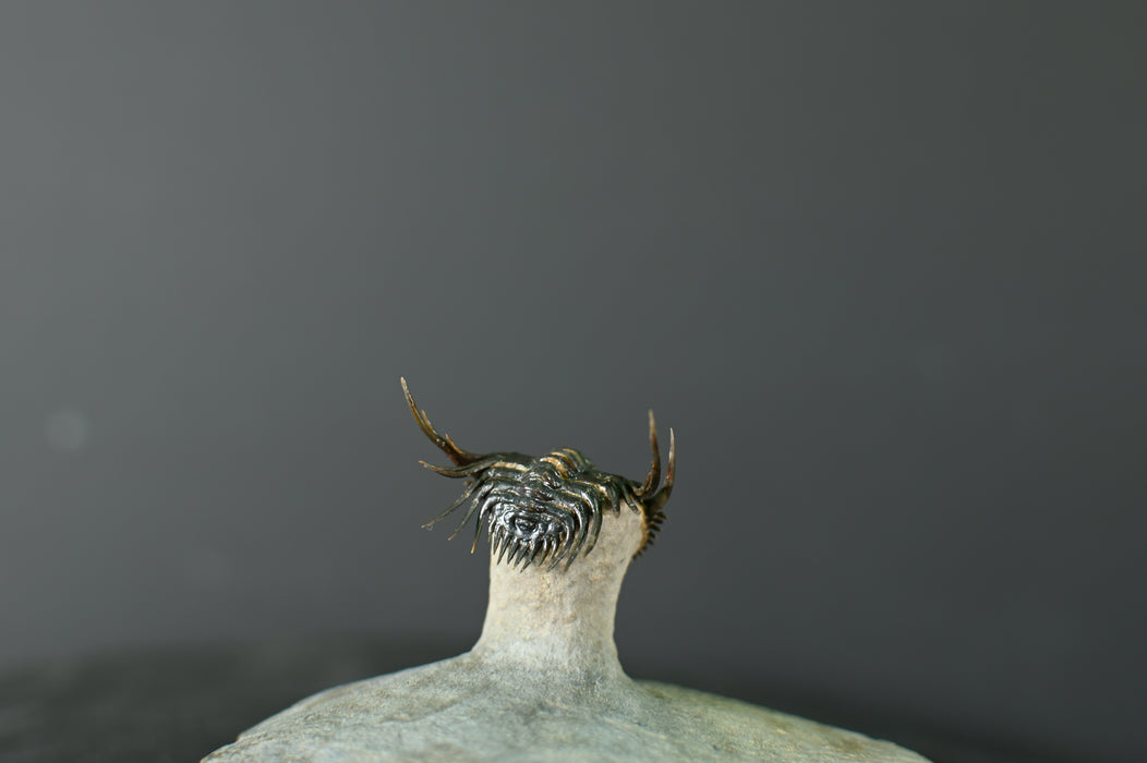 Spiny Leonaspsis Trilobite