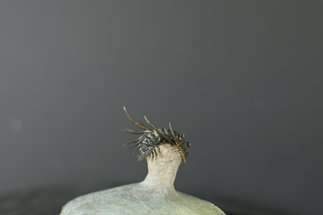 Spiny Leonaspsis Trilobite