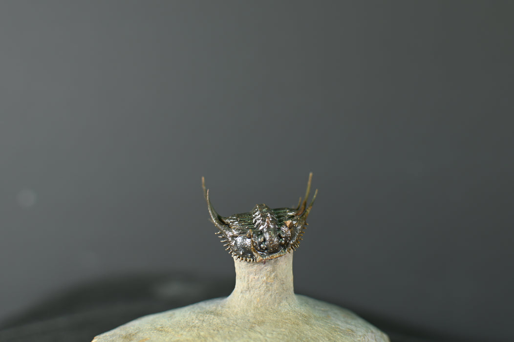 Spiny Leonaspsis Trilobite
