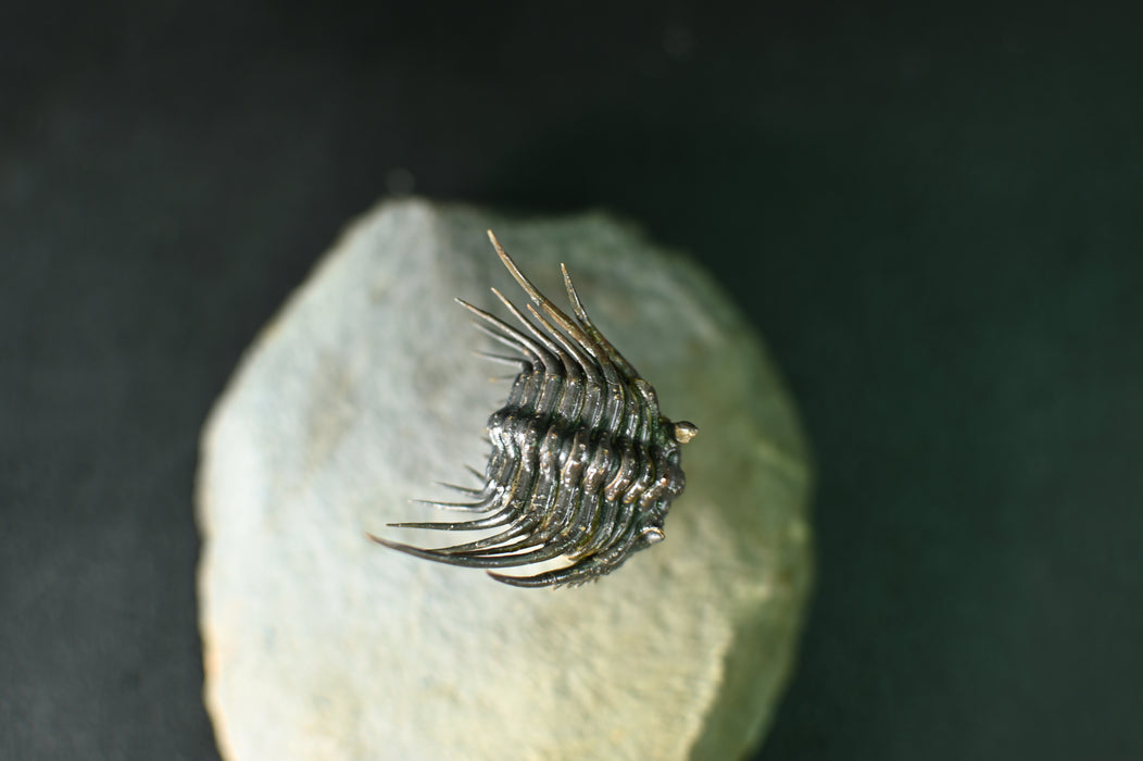 Spiny Leonaspsis Trilobite