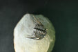 In Stone Fossils 
