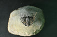 In Stone Fossils 