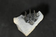 In Stone Fossils 