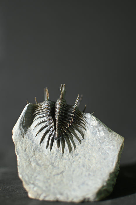 Spiny Comura bultyncki Trilobite
