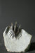 In Stone Fossils 