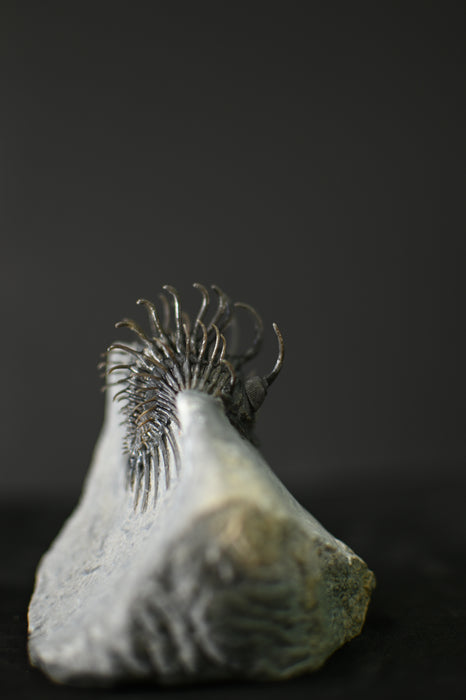 Spiny Comura bultyncki Trilobite
