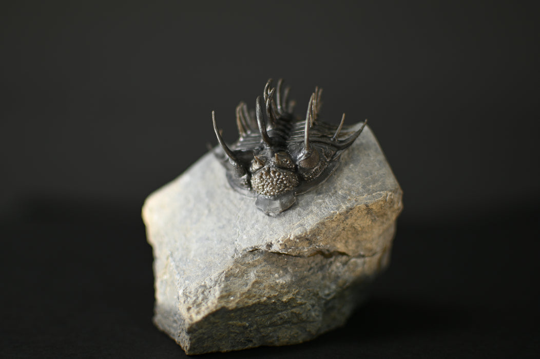 Spiny Comura bultyncki Trilobite