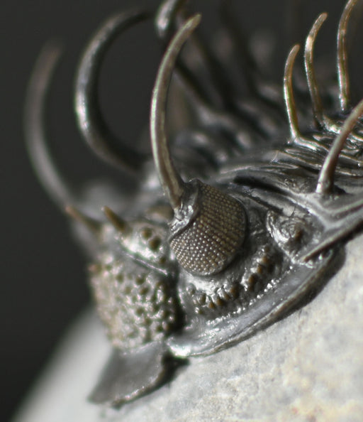 In Stone Fossils 
