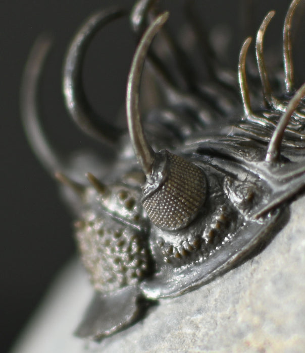 Spiny Comura bultyncki Trilobite