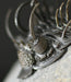 In Stone Fossils 