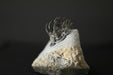 In Stone Fossils 