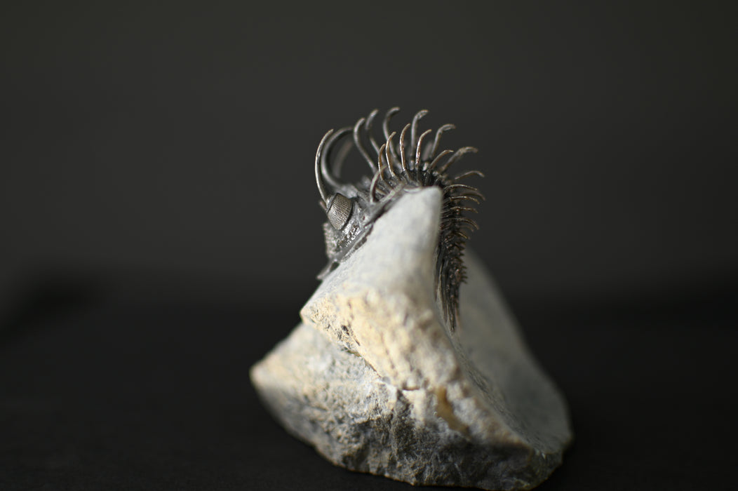 Spiny Comura bultyncki Trilobite