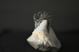 In Stone Fossils 