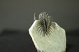 In Stone Fossils 