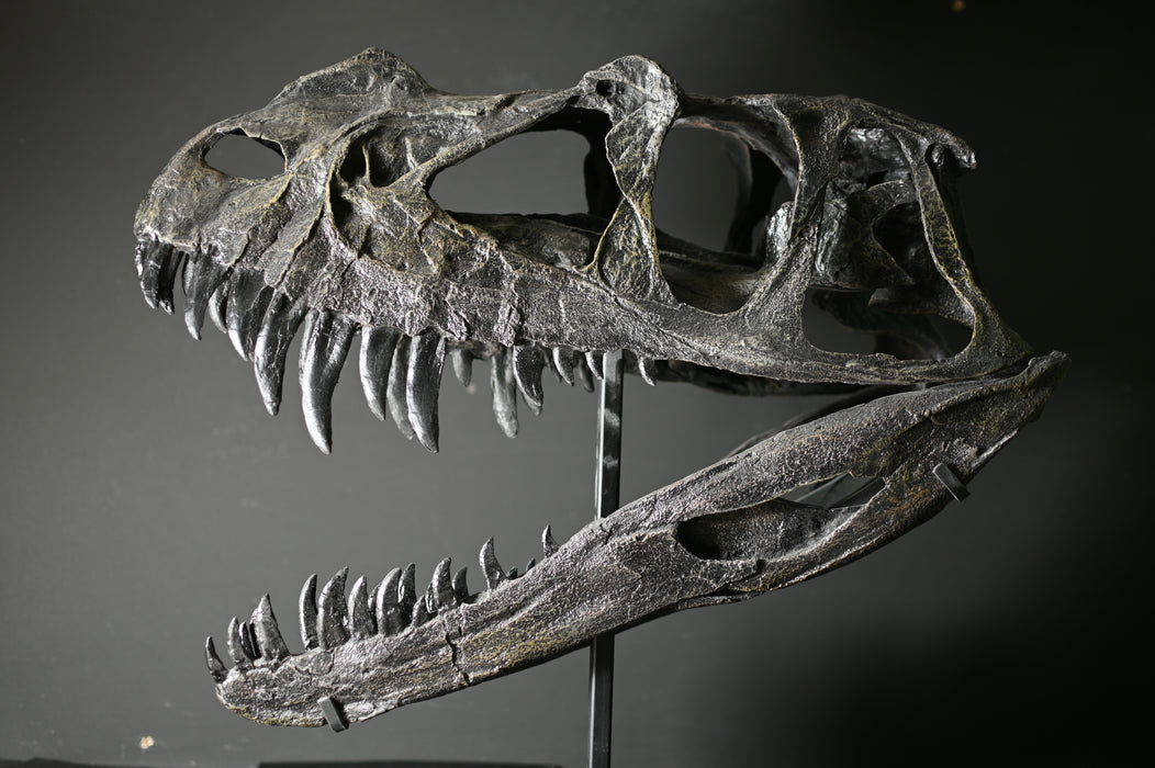 Ceratosaurus nasicornis | Juvenile Skull Replica