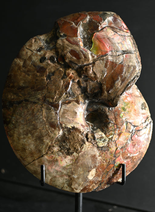 Ammonite Fossil Preserved in Ammolite | Montana