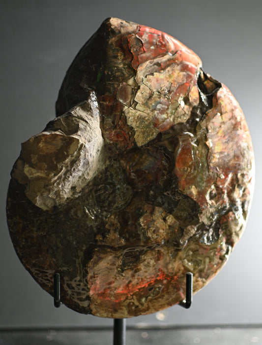 Ammonite Fossil Preserved in Ammolite | Montana