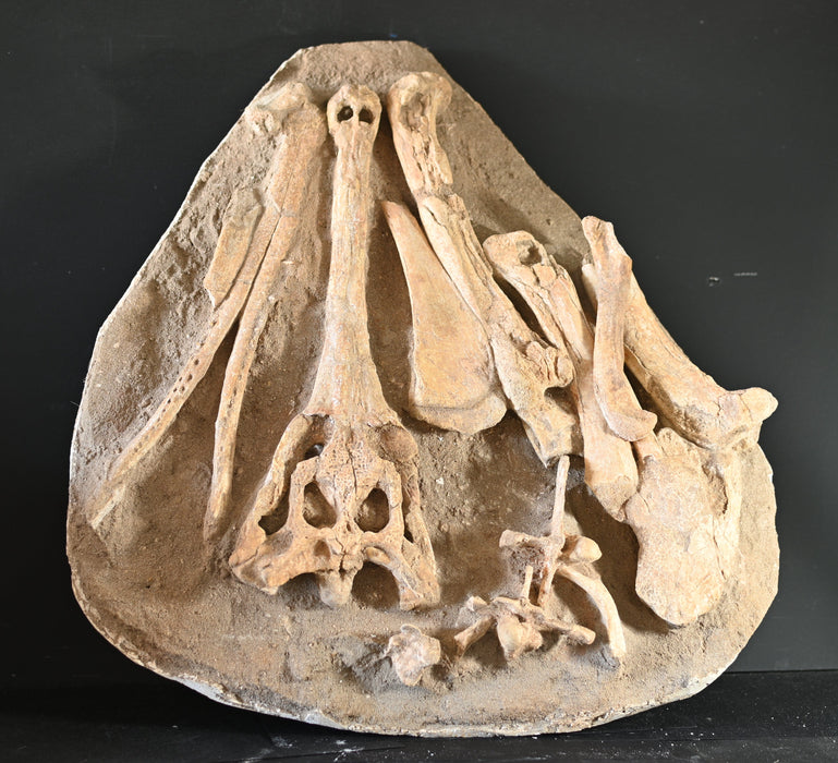 Argochampsa krebsi Fossil Crocodile Skull and Bones | Morocco