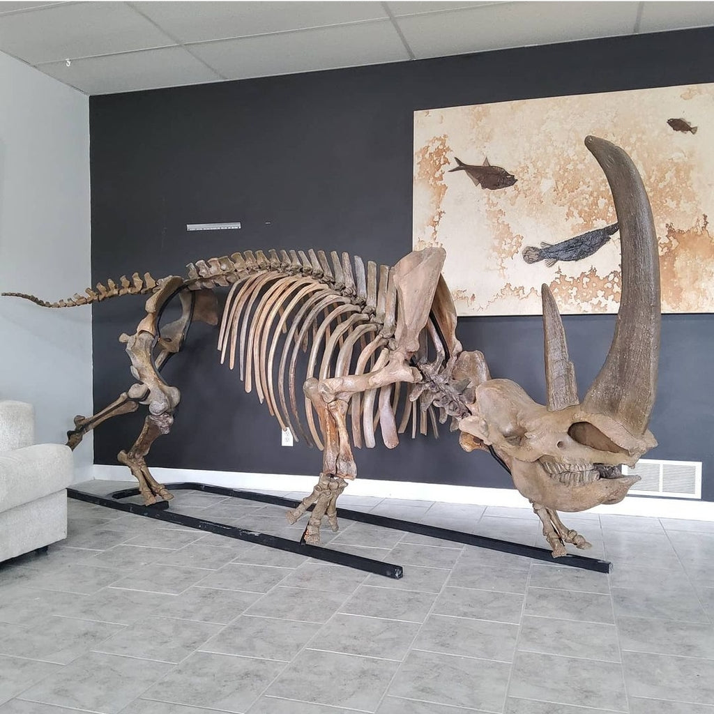 Museum Quality Fossils — In Stone Fossils