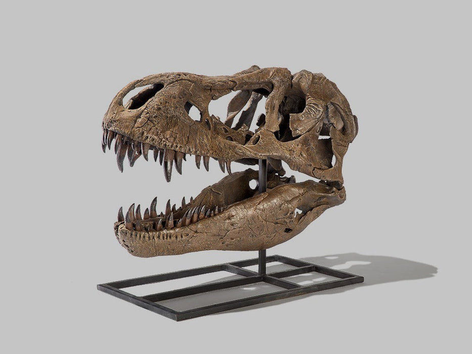 Tyrannosaurus rex "Tinker" | Juvenile Skull Replica