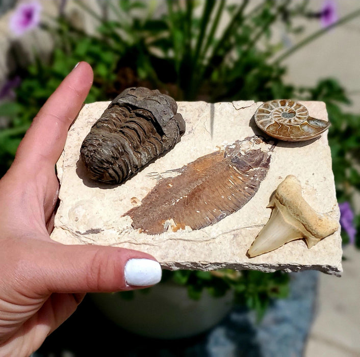 Fossil Collection Bundle
