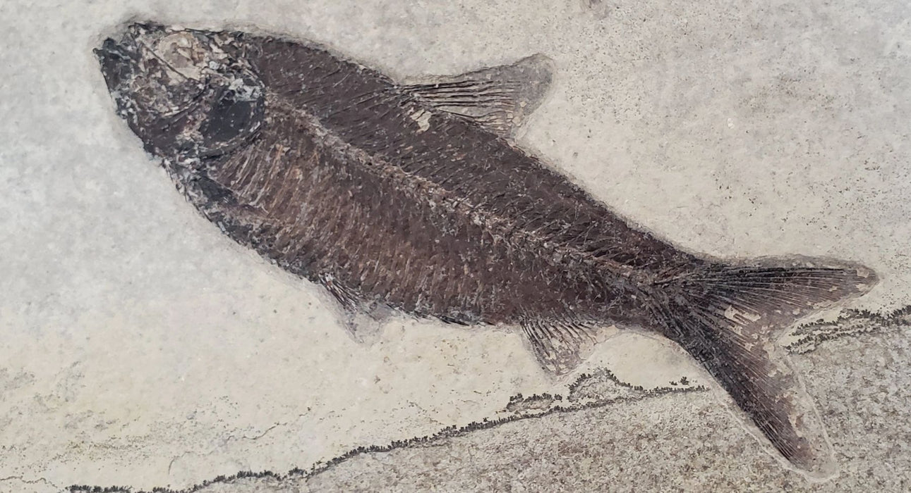 Prepare Your Own Fossil Fish