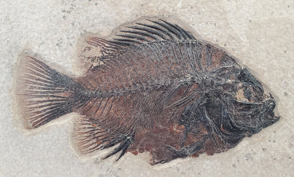 Prepare Your Own Fossil Fish