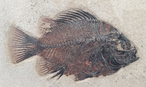 In Stone Fossils 